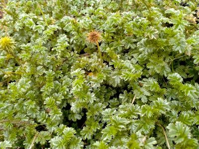 Acaena anserinifolia, photographed by John Barkla