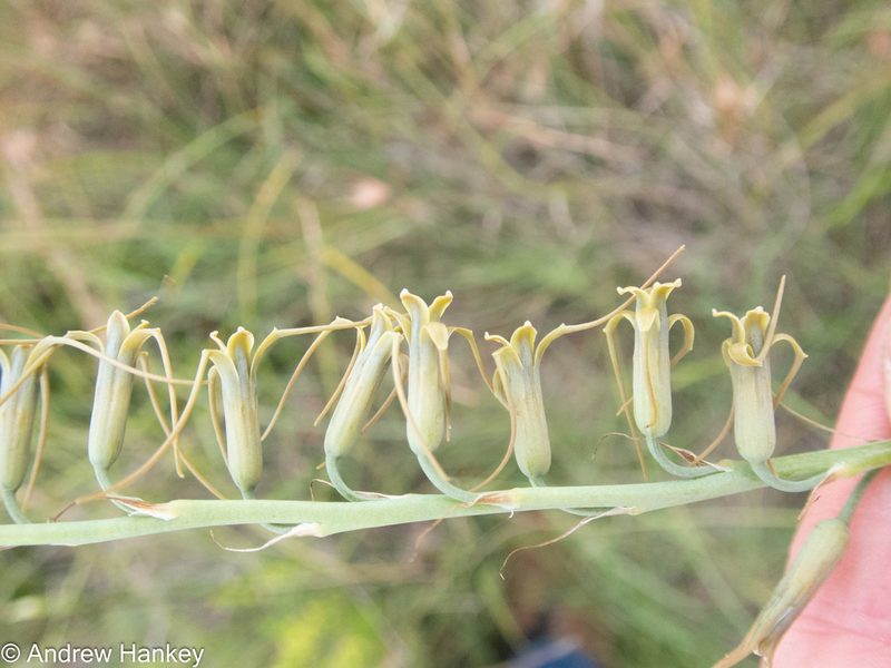 Dipcadi viride, photographed by Andrew Hankey