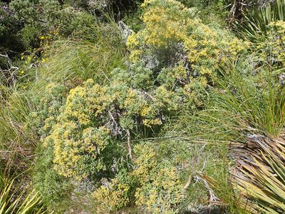 Brachyglottis cassinioides, photographed by Paul Bell-Butler