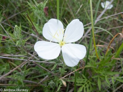 Oenothera tetraptera, photographed by Andrew Hankey