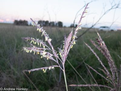 Andropogon appendiculatus, photographed by Andrew Hankey