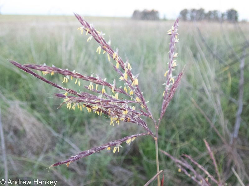 Andropogon appendiculatus, photographed by Andrew Hankey