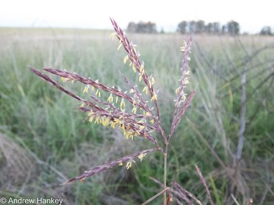 Andropogon appendiculatus, photographed by Andrew Hankey