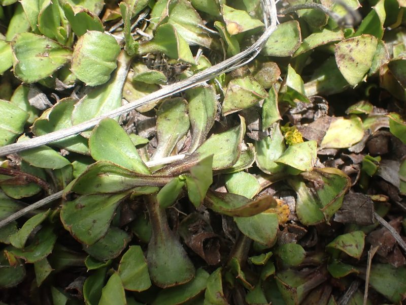 Celmisia glandulosa, photographed by Paul Bell-Butler