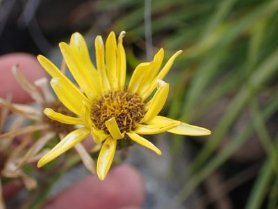 Dolichoglottis lyallii, photographed by Paul Bell-Butler