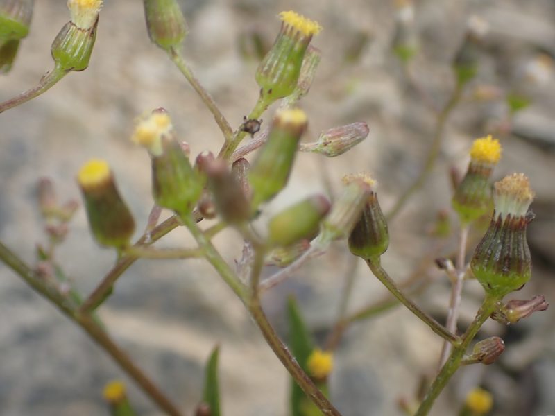 Senecio dunedinensis, photographed by Paul Bell-Butler