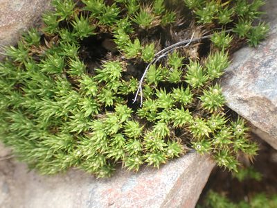 Colobanthus acicularis, photographed by Paul Bell-Butler
