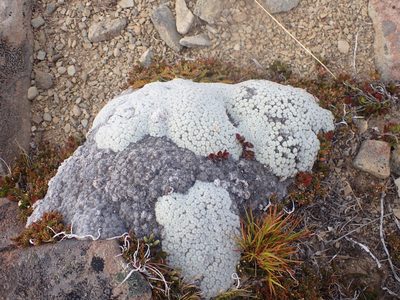 Raoulia eximia, photographed by Paul Bell-Butler