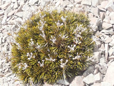 Aciphylla dobsonii, photographed by Paul Bell-Butler