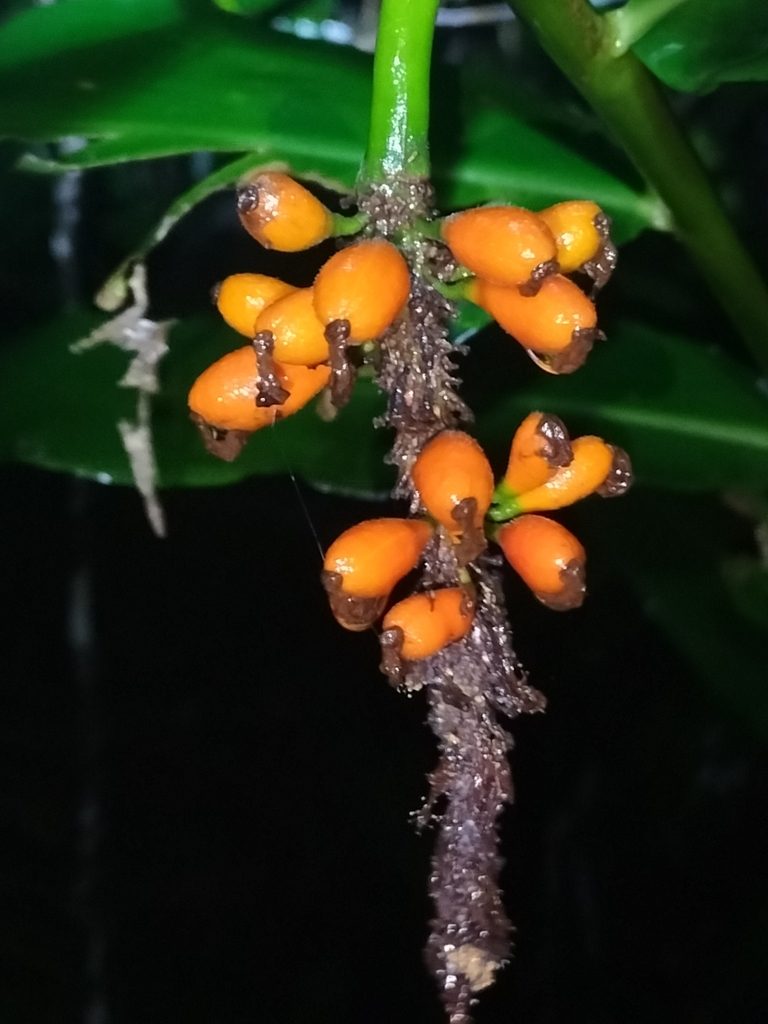 Pleuranthodium racemigerum, photographed by Matthew Borella