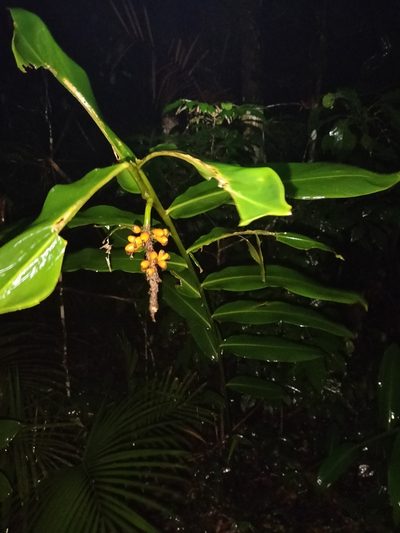 Pleuranthodium racemigerum, photographed by Matthew Borella