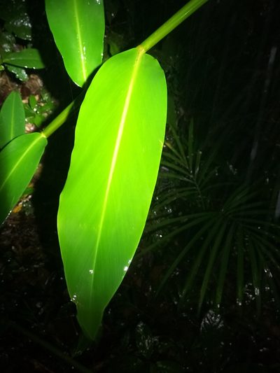 Pleuranthodium racemigerum, photographed by Matthew Borella