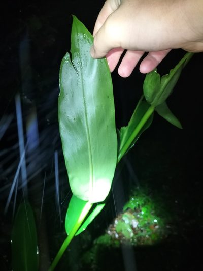 Pleuranthodium racemigerum, photographed by Matthew Borella