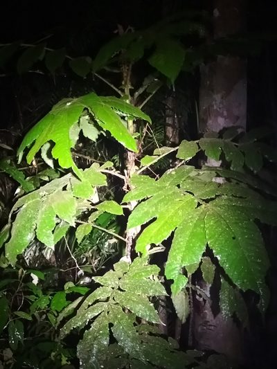 Davidsonia pruriens, photographed by Matthew Borella