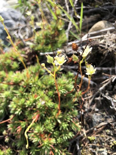 Saxifraga mucronulata, photographed by Valerii Glazunov