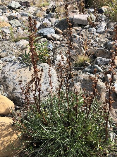 Artemisia campestris, photographed by Valerii Glazunov