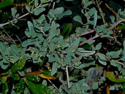 Atriplex maximowicziana, photographed by Jacy Chen
