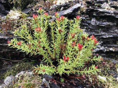 Rhodiola quadrifida, photographed by Valerii Glazunov
