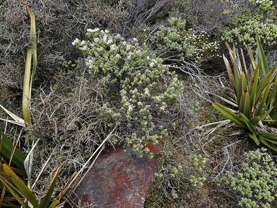 Veronica topiaria, photographed by Duncan Cunningham