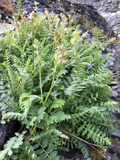 Polemonium boreale, photographed by Valerii Glazunov