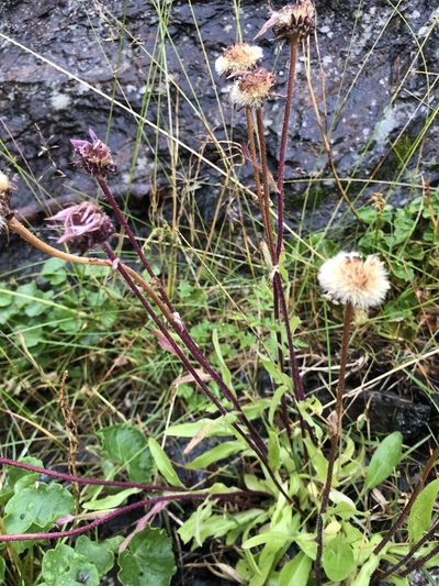 Erigeron eriocephalus, photographed by Valerii Glazunov