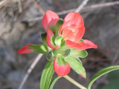 Castilleja nervata, photographed by Viacheslav Shalisko