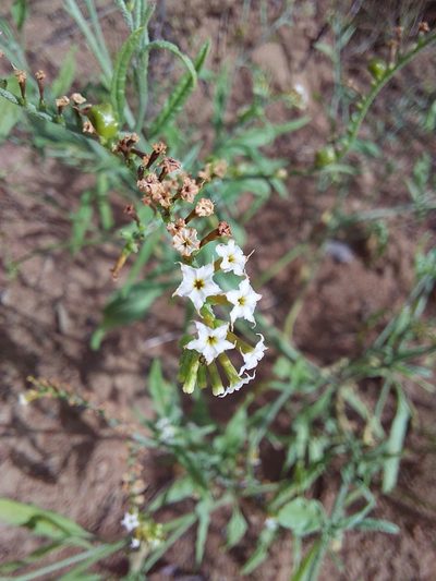 Heliotropium ciliatum, photographed by Manuel R Popp