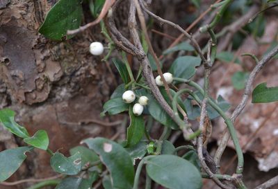 Psychotria serpens, photographed by Michael Meiring