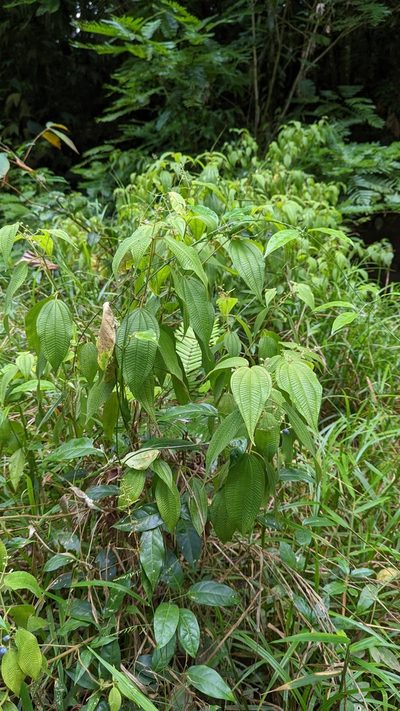 Miconia heteroclita, photographed by Trevor Van Loon