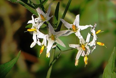 Solanum aloysiifolium, photographed by Hugo Hulsberg