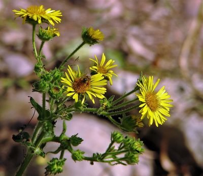 Microliabum polymnioides, photographed by Hugo Hulsberg