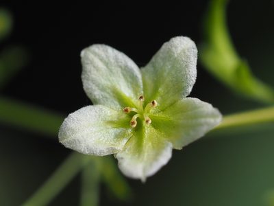 Neoalsomitra clavigera, photographed by 葉子