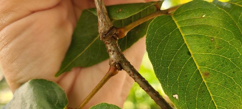 Libidibia monosperma, photographed by ritirene