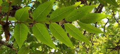 Libidibia monosperma, photographed by ritirene
