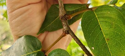 Libidibia monosperma, photographed by ritirene
