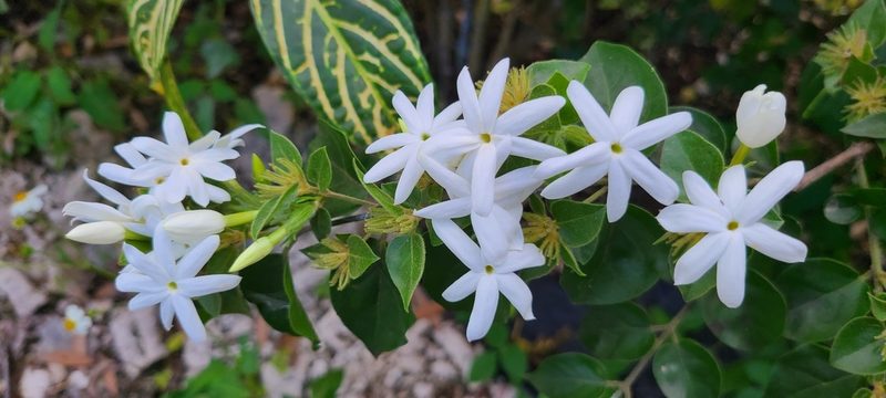 Jasminum multiflorum, photographed by ritirene