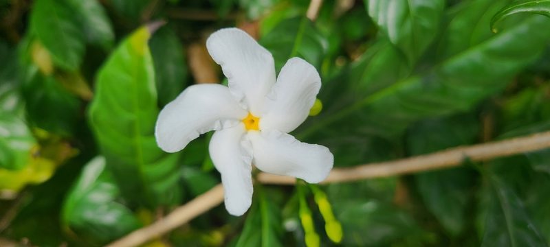 Tabernaemontana divaricata, photographed by ritirene