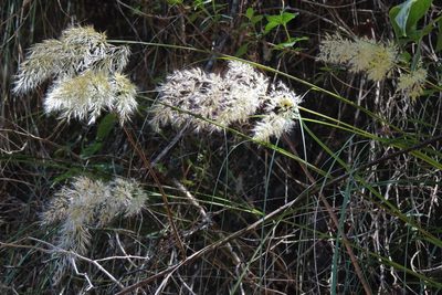 Cortaderia hieronymi, photographed by Hugo Hulsberg