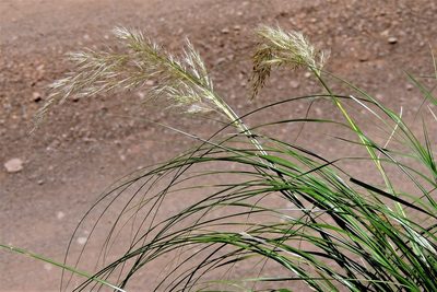 Cortaderia hieronymi, photographed by Hugo Hulsberg