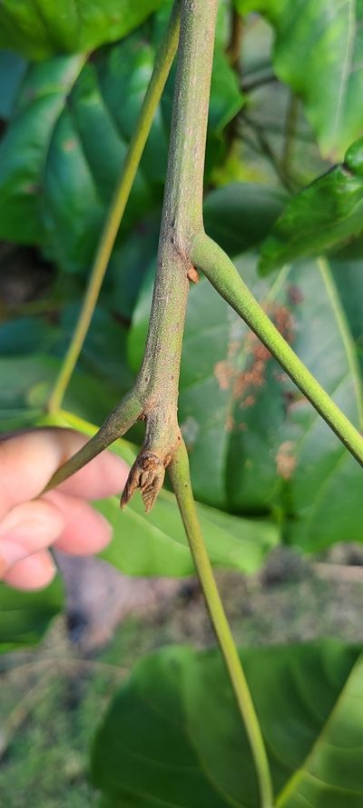 Thespesia grandiflora, photographed by ritirene