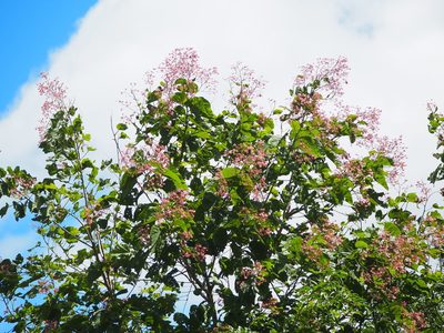 Kleinhovia hospita, photographed by 葉子