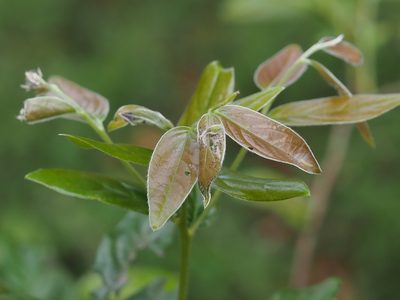 Diospyros eriantha, photographed by 葉子