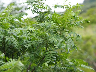 Clausena excavata, photographed by 葉子