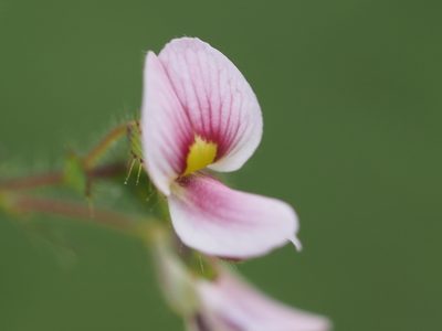 Aeschynomene americana, photographed by 葉子