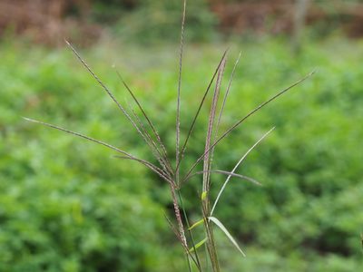Enteropogon dolichostachyus, photographed by 葉子