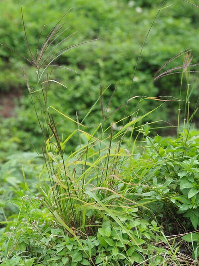 Enteropogon dolichostachyus, photographed by 葉子