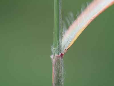 Enteropogon dolichostachyus, photographed by 葉子