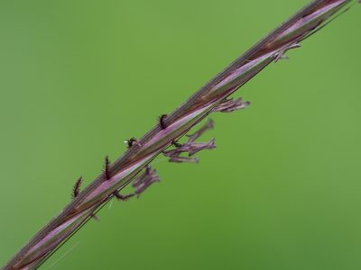 Enteropogon dolichostachyus, photographed by 葉子