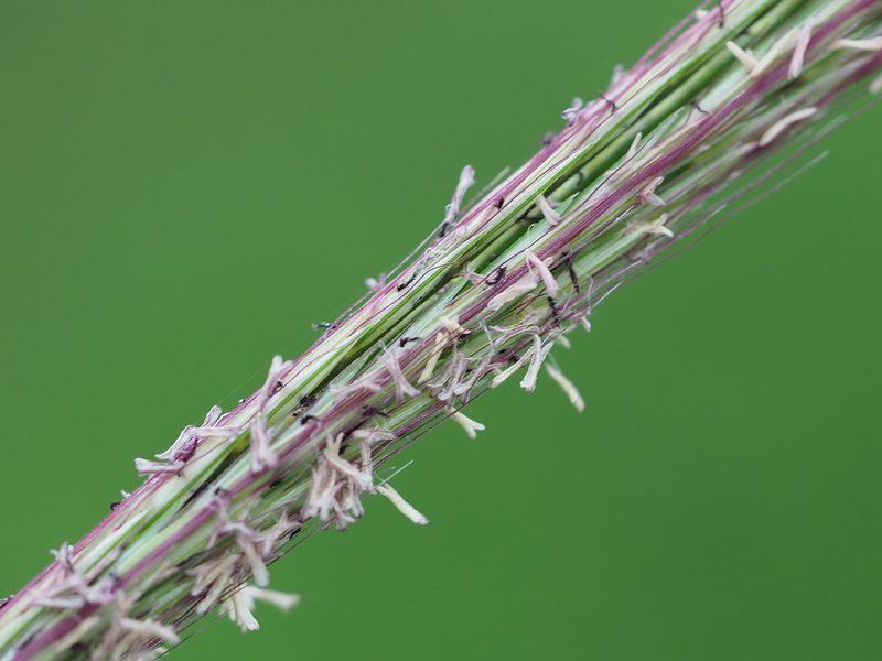 Enteropogon dolichostachyus, photographed by 葉子