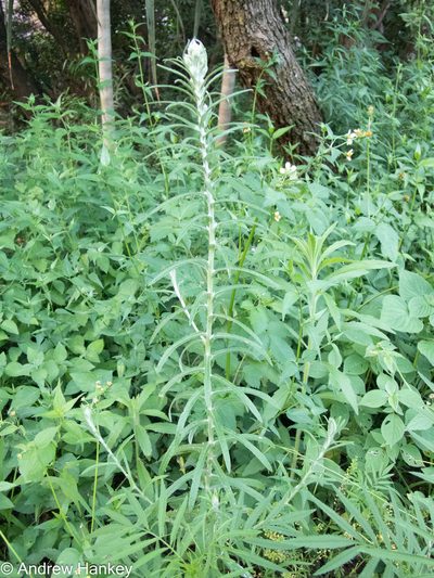 Pseudognaphalium oligandrum, photographed by Andrew Hankey